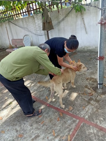 Phường Bắc Hồng tổ chức tiêm phòng dại đợt I cho đàn chó trên địa bàn năm 2022